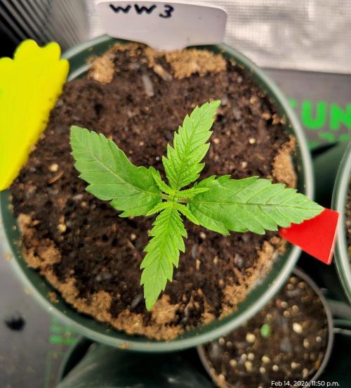 Tiny Hunt #2 - Wyrm Whiskers F1. Week 1 - #3