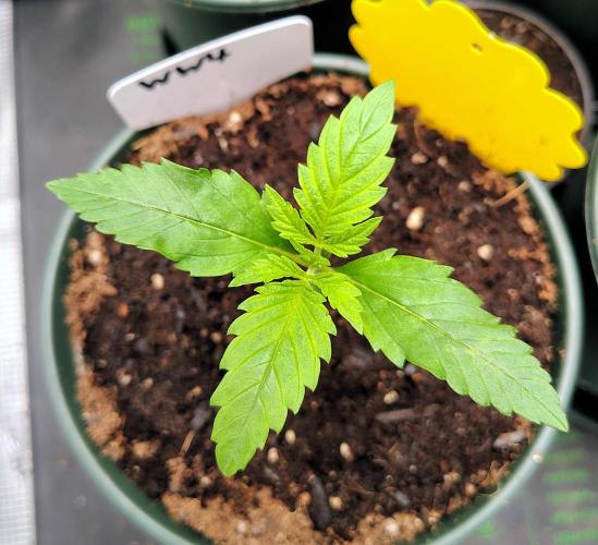 Tiny Hunt #2 - Wyrm Whiskers F1. Week 1 - #4