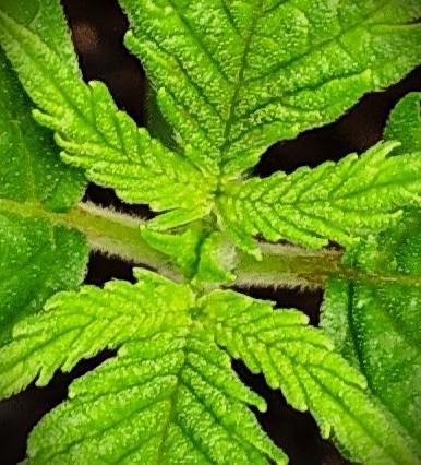 Tiny Hunt #2 - Wyrm Whiskers F1. Week 1 - #3