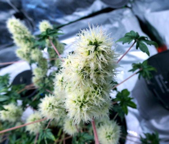 ABC - Blueberry Bastard. Week 10