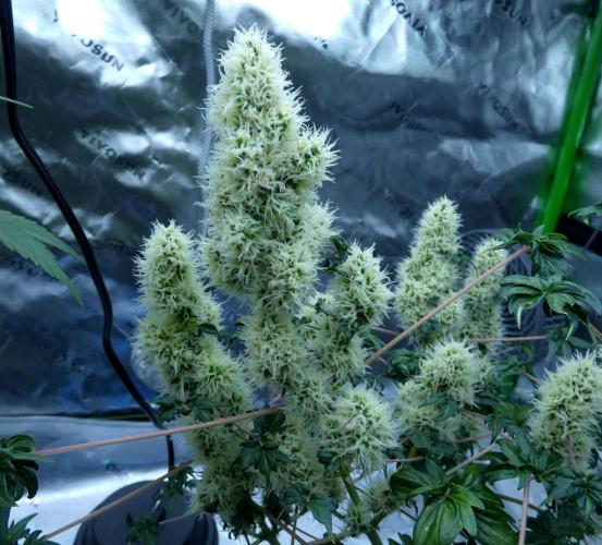 ABC - Blueberry Bastard. Week 10