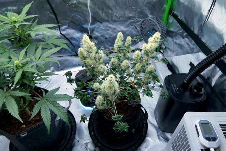 ABC - Blueberry Bastard. Week 10