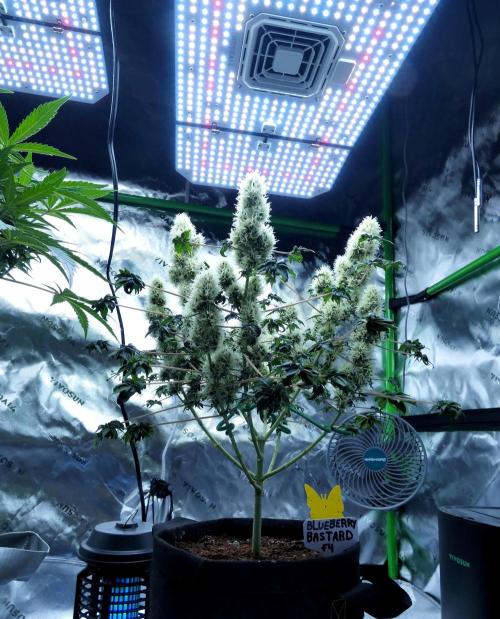 ABC - Blueberry Bastard. Week 10