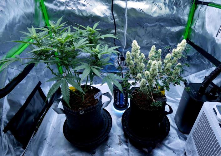 ABC - Blueberry Bastard. Week 10