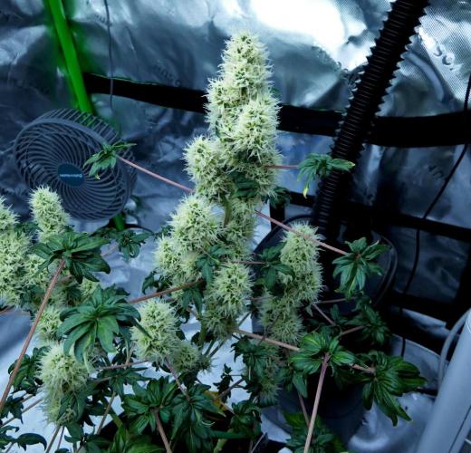 ABC - Blueberry Bastard. Week 10