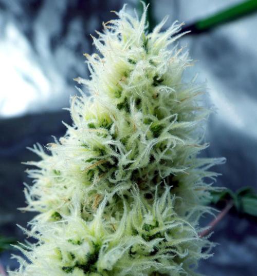 ABC - Blueberry Bastard. Week 10