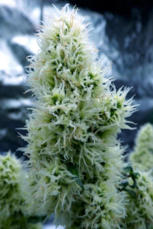 ABC - Blueberry Bastard. Week 10