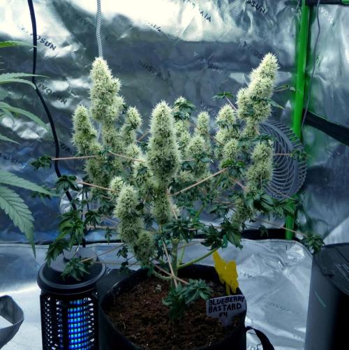 ABC - Blueberry Bastard. Week 10