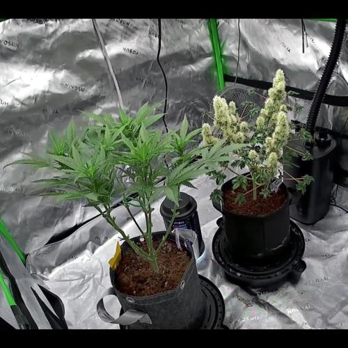 Sour Kush