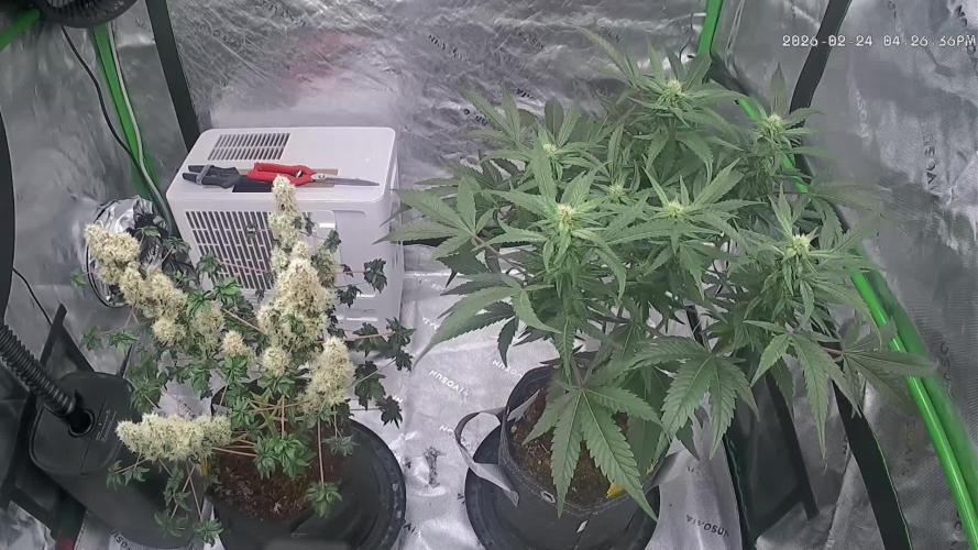 Sour Kush