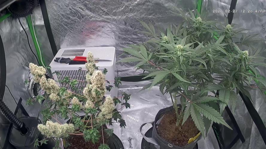 Sour Kush