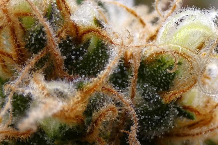 Blueberry Bastard F4. Week 14
