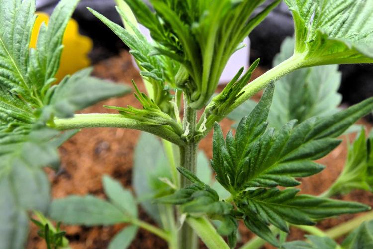 Ravenberry Auto. Week 3