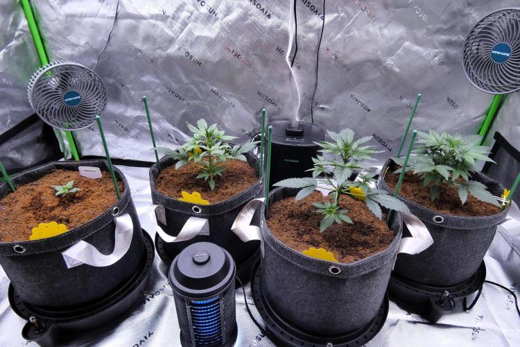 Ravenberry Auto. Week 3