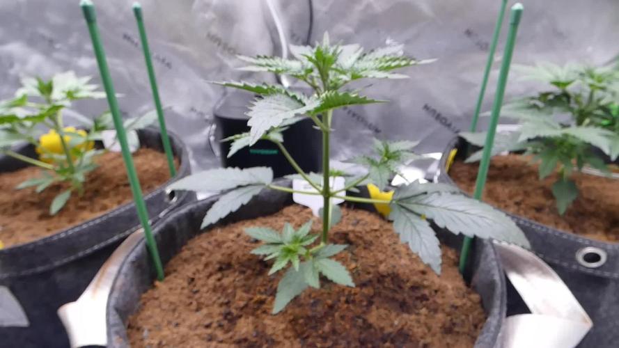 Bear Force One (Auto)