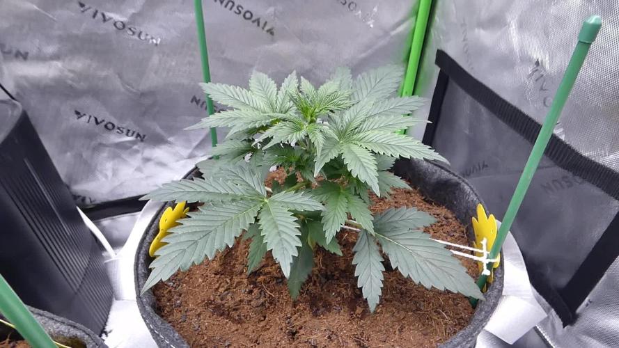 Maverick's Crush F1 (Auto)