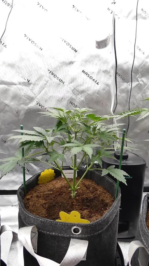 Ravenberry Auto. Week 4