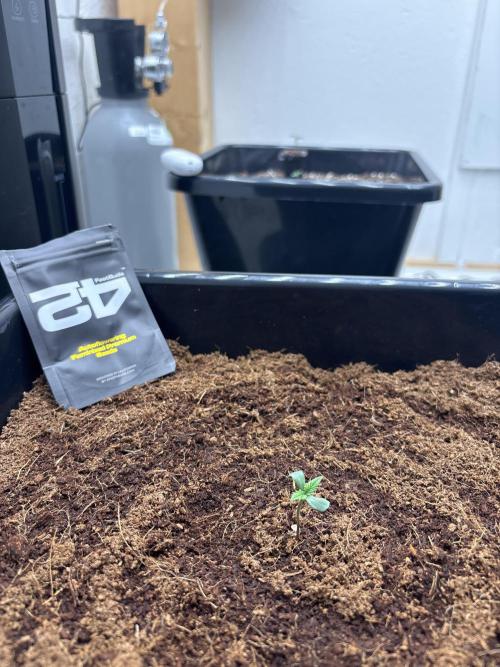 Autoflowers/42.fastbuds/Autopot/Athena. Week 0 - Strawberry banana auto 🍓 🍌 