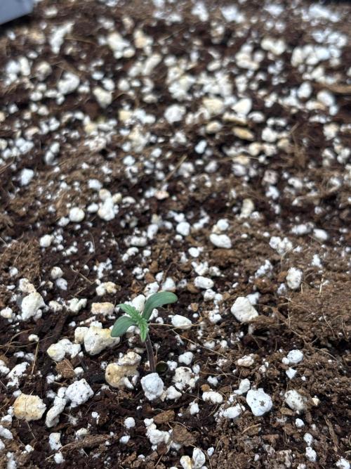 Autoflowers/42.fastbuds/Autopot/Athena. Week 0 - Strawberry banana auto 🍌 🍓