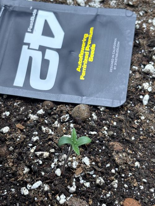 Autoflowers/42.fastbuds/Autopot/Athena. Week 0 - Orange sherbert 🍊👴