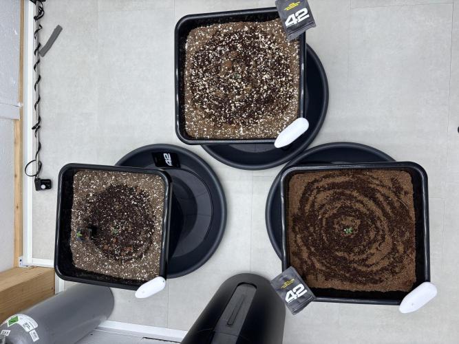 Autoflowers/42.fastbuds/Autopot/Athena. Week 0