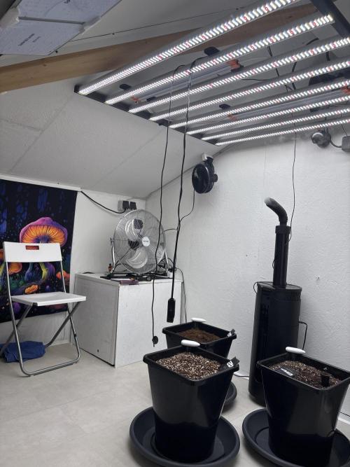 Autoflowers/42.fastbuds/Autopot/Athena. Week 0 - First view of the room, the other elements will be shown when relevant 