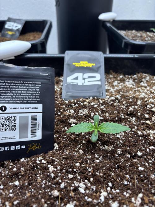 Autoflowers/42.fastbuds/Autopot/Athena. Week 1