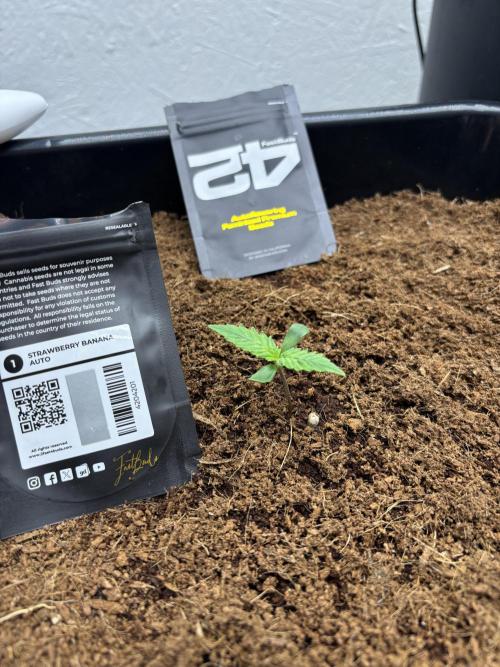 Autoflowers/42.fastbuds/Autopot/Athena. Week 1