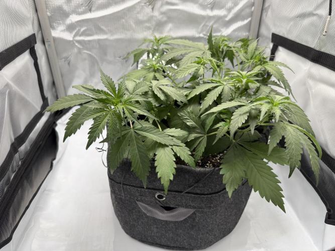 Blue Mystic auto. Week 5