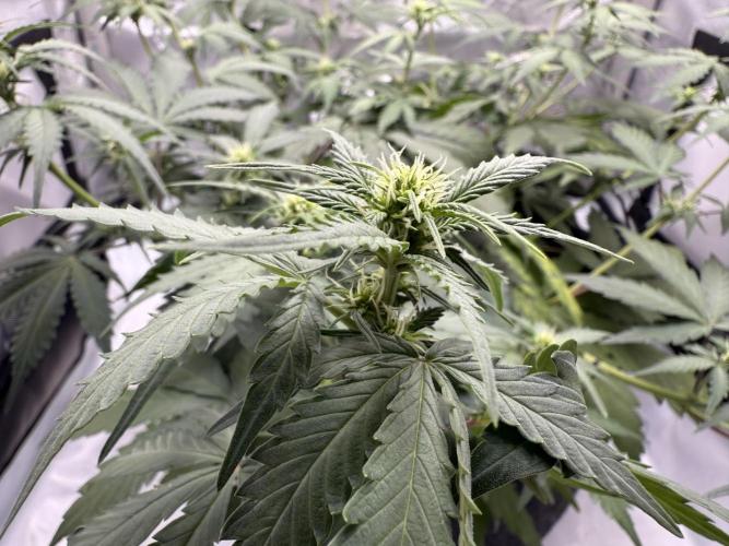 Blue Mystic auto. Week 6