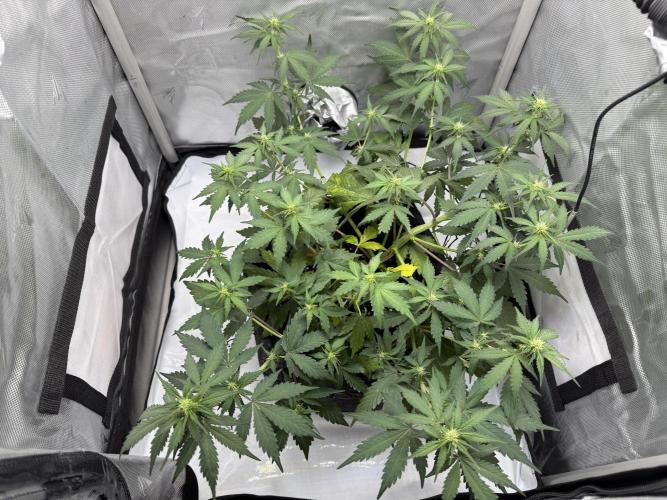 Blue Mystic auto. Week 6