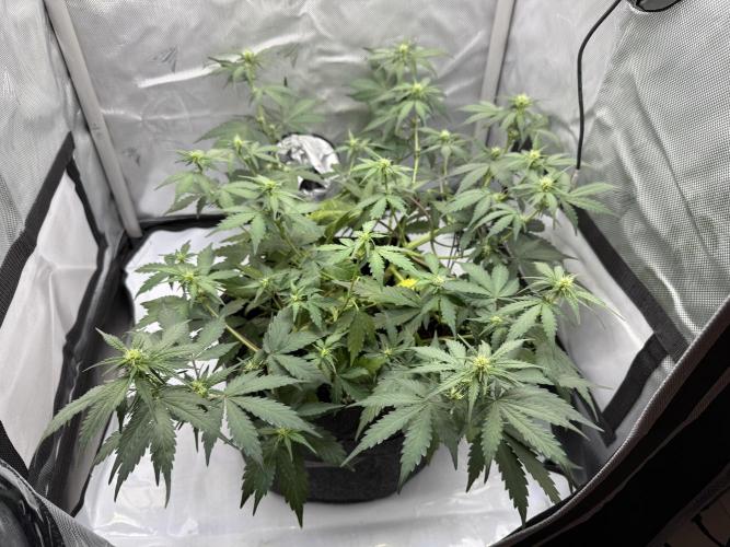 Blue Mystic auto. Week 6