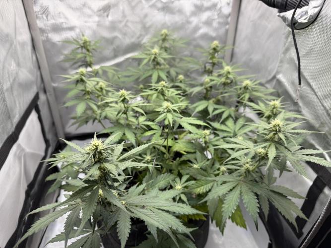 Blue Mystic auto. Week 7