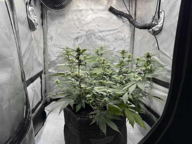 Blue Mystic auto. Week 7