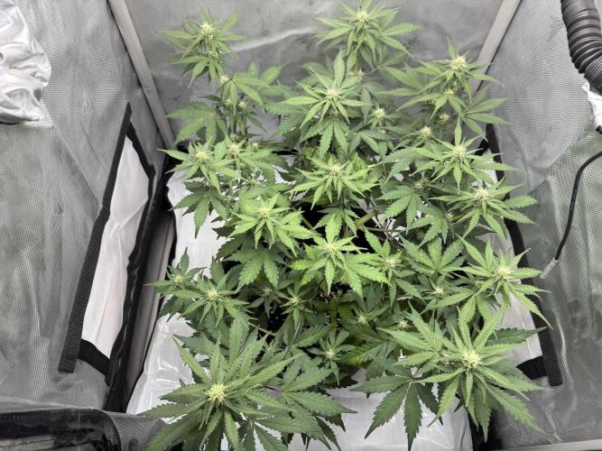 Blue Mystic auto. Week 7