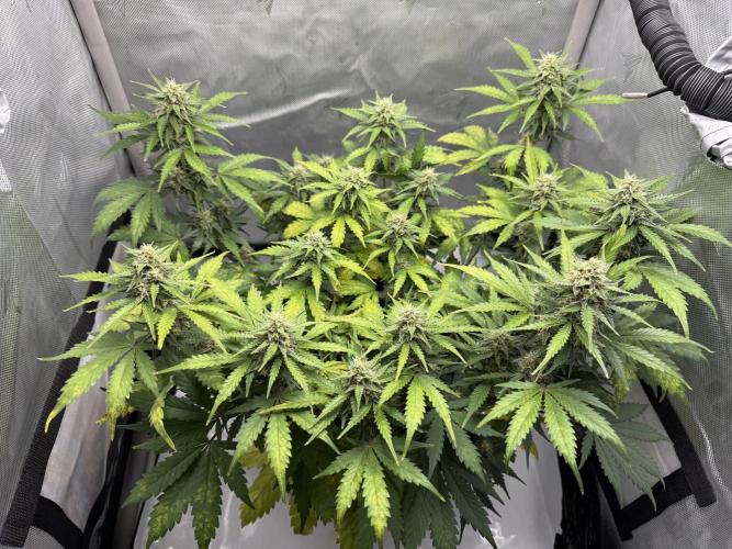 Blue Mystic auto. Week 8