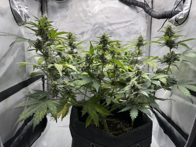 Blue Mystic auto. Week 8