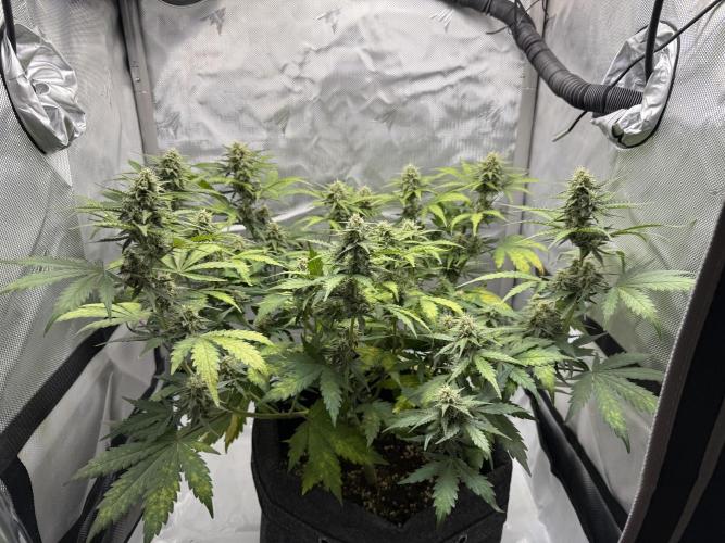 Blue Mystic auto. Week 8