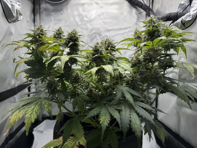 Blue Mystic auto. Week 9