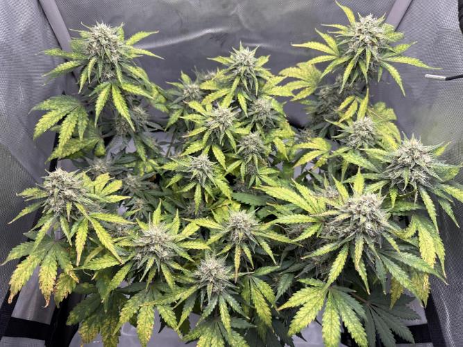 Blue Mystic auto. Week 9