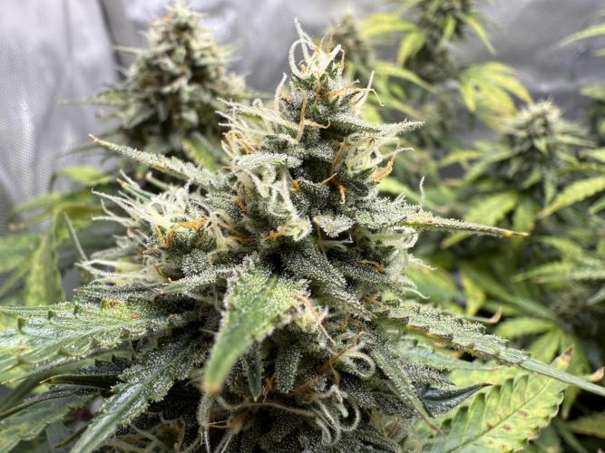 Blue Mystic auto. Week 9