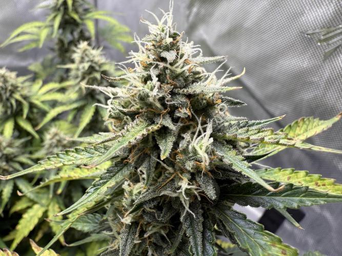 Blue Mystic auto. Week 9