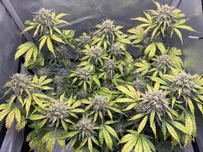 Blue Mystic Auto. Week 10