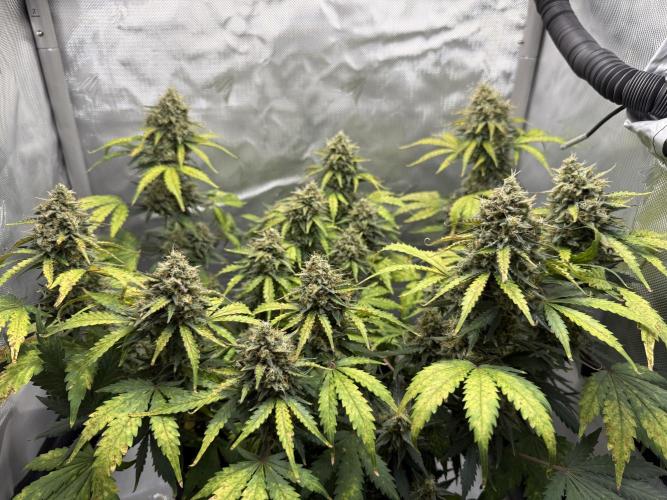 Blue Mystic Auto. Week 10