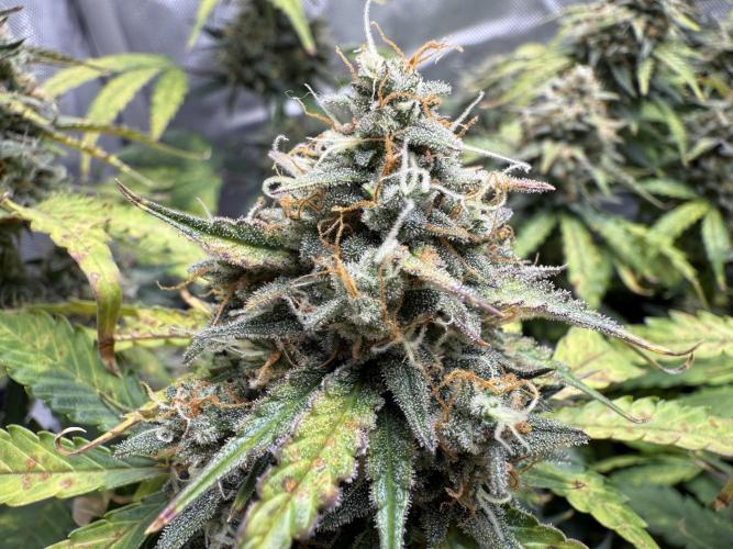 Blue Mystic Auto. Week 10