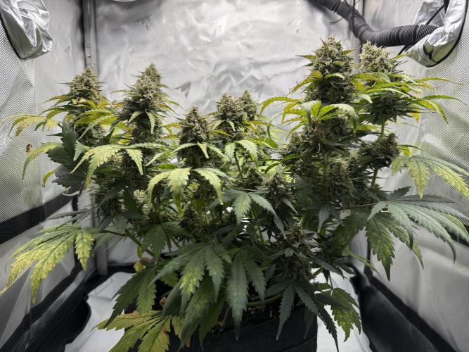 Blue Mystic Auto. Week 10