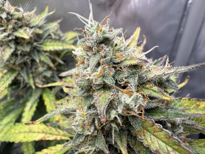 Blue Mystic Auto. Week 10