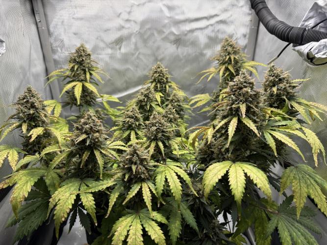 Blue Mystic Auto. Week 11