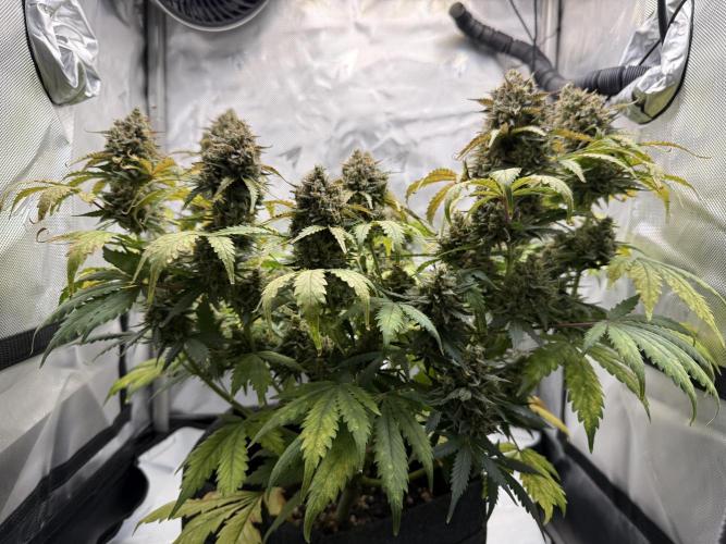 Blue Mystic Auto. Week 11