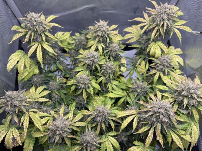 Blue Mystic Auto. Week 11